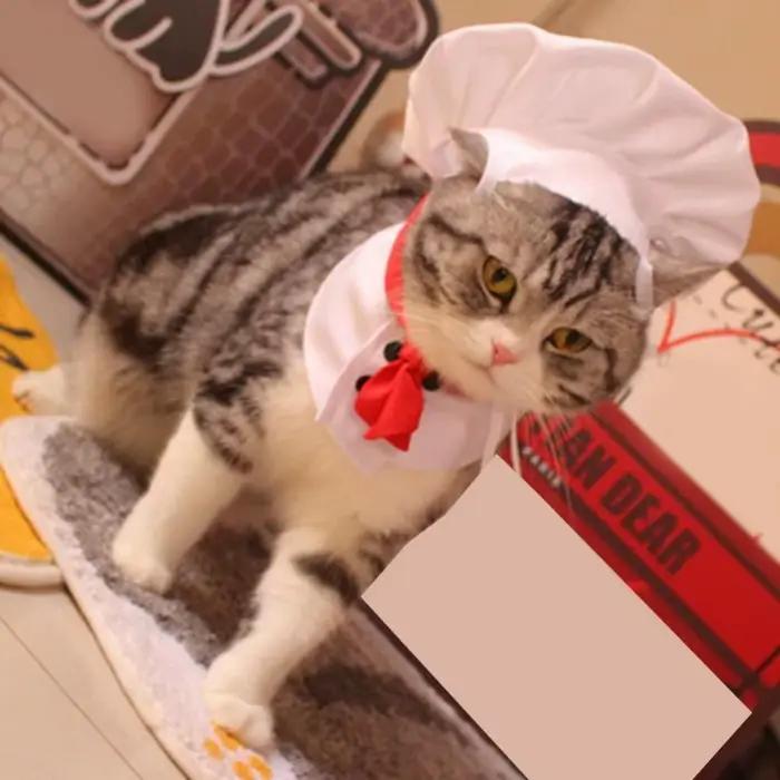 Chapeaux de chef pour chats et chiens accessoires de mode et cosplay pour animaux de compagnie polyester solides et résistants occassions spéciales et quotidienne