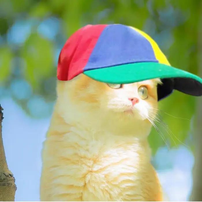 Chapeau à hélice pour chien avec trous d'oreille