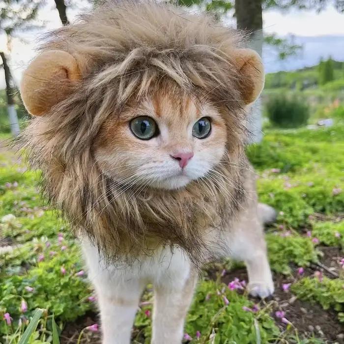 Nouveau mignon drôle Lion crinière perruque chapeau pour animaux de compagnie chat chien Cosplay Costume avec oreilles fantaisie fête fournitures