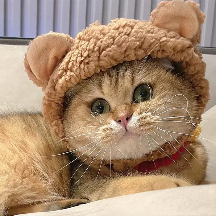 Bonnet d'Hiver Mignon en Forme d'Ours pour Chien et Chaton