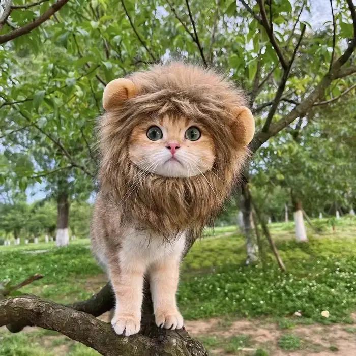 Nouveau mignon drôle Lion crinière perruque chapeau pour animaux de compagnie chat chien Cosplay Costume avec oreilles fantaisie fête fournitures