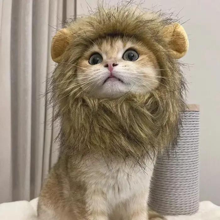 Nouveau mignon drôle Lion crinière perruque chapeau pour animaux de compagnie chat chien Cosplay Costume avec oreilles fantaisie fête fournitures