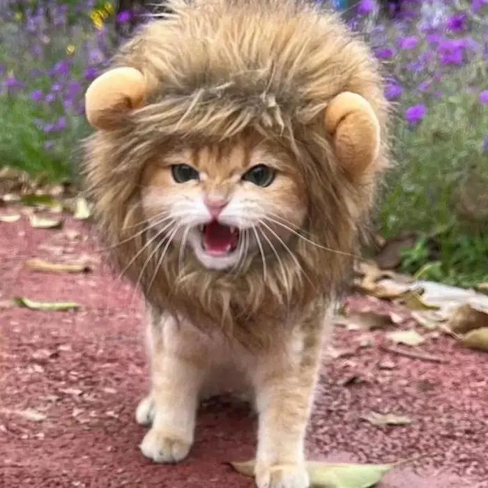 Nouveau mignon drôle Lion crinière perruque chapeau pour animaux de compagnie chat chien Cosplay Costume avec oreilles fantaisie fête fournitures