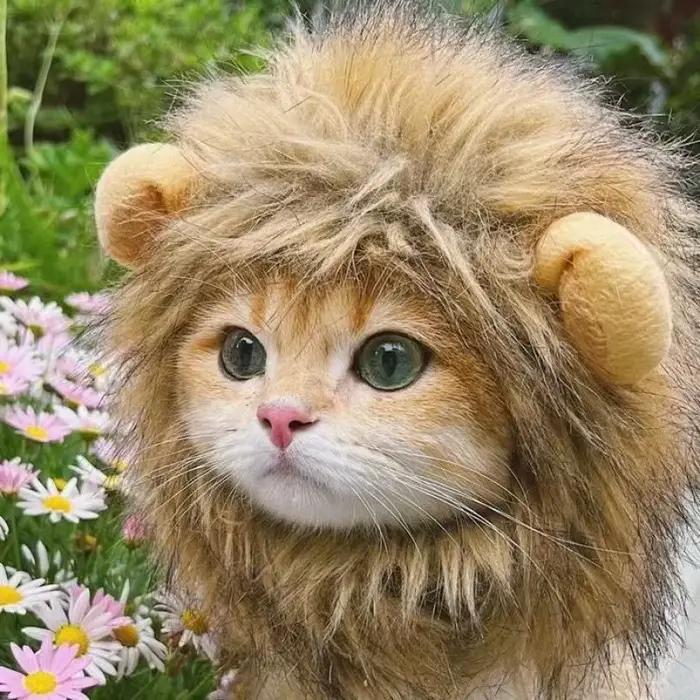 Nouveau mignon drôle Lion crinière perruque chapeau pour animaux de compagnie chat chien Cosplay Costume avec oreilles fantaisie fête fournitures