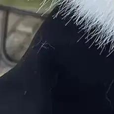 Chapeau mongol en peluche, coupe-vent, chaud, bassin, Protection des oreilles épaisse, chapeau de pêcheur en peluche, nouvelle collection automne et hiver 2025